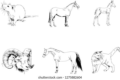 Set of vector drawings of different animals, hand-drawn sketches, objects with no background