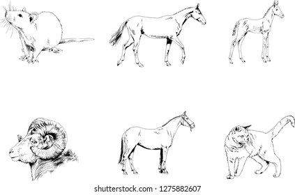 Set of vector drawings of different animals, hand-drawn sketches, objects with no background