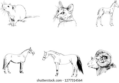 Set of vector drawings of different animals, hand-drawn sketches, objects with no background