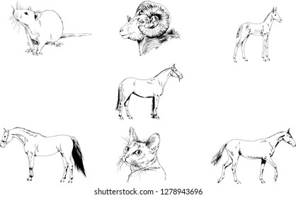 Set of vector drawings of different animals, hand-drawn sketches, objects with no background