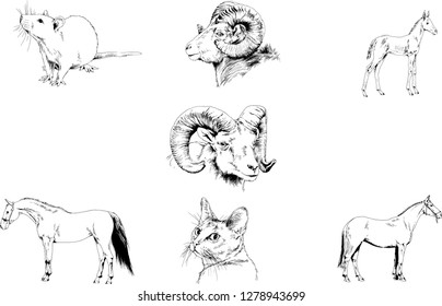 Set of vector drawings of different animals, hand-drawn sketches, objects with no background