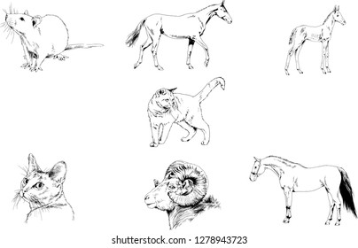 Set of vector drawings of different animals, hand-drawn sketches, objects with no background