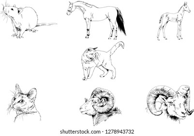 Set of vector drawings of different animals, hand-drawn sketches, objects with no background