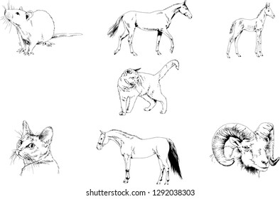 Set of vector drawings of different animals, hand-drawn sketches, objects with no background