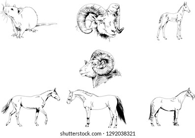 Set of vector drawings of different animals, hand-drawn sketches, objects with no background