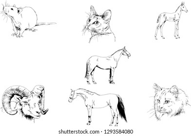 Set of vector drawings of different animals, hand-drawn sketches, objects with no background