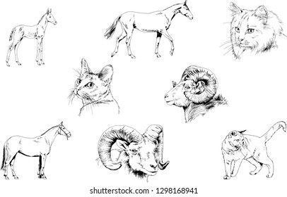 Set of vector drawings of different animals, hand-drawn sketches, objects with no background