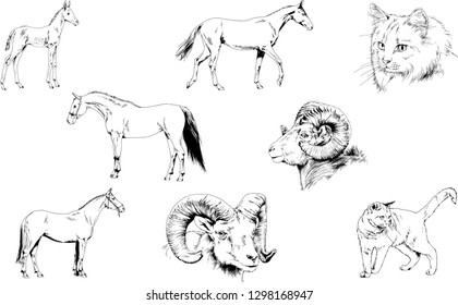 Set of vector drawings of different animals, hand-drawn sketches, objects with no background