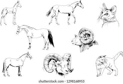 Set of vector drawings of different animals, hand-drawn sketches, objects with no background