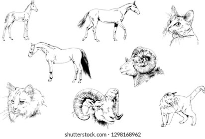 Set of vector drawings of different animals, hand-drawn sketches, objects with no background
