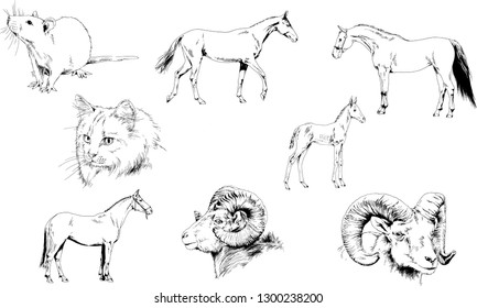 Set of vector drawings of different animals, hand-drawn sketches, objects with no background
