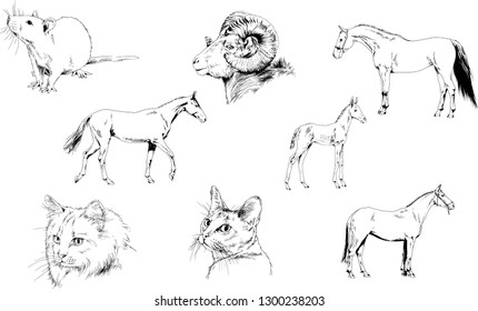 Set of vector drawings of different animals, hand-drawn sketches, objects with no background