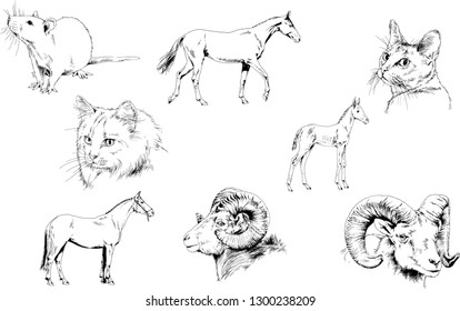 Set of vector drawings of different animals, hand-drawn sketches, objects with no background