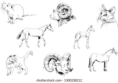 Set of vector drawings of different animals, hand-drawn sketches, objects with no background