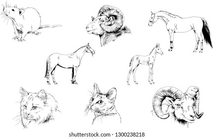 Set of vector drawings of different animals, hand-drawn sketches, objects with no background