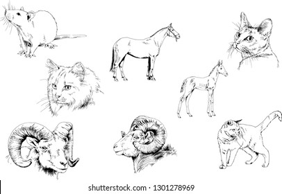 Set of vector drawings of different animals, hand-drawn sketches, objects with no background