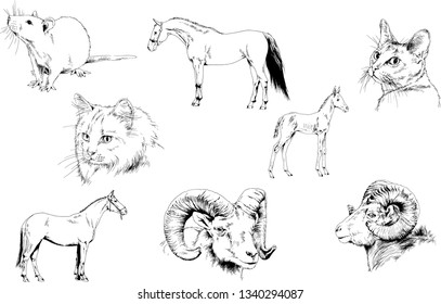 Set of vector drawings of different animals, hand-drawn sketches, objects with no background