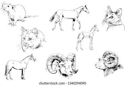 Set of vector drawings of different animals, hand-drawn sketches, objects with no background