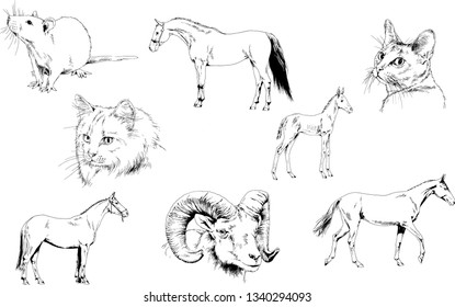 Set of vector drawings of different animals, hand-drawn sketches, objects with no background