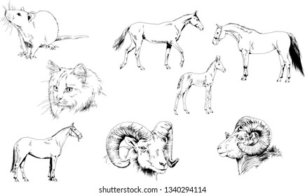 Set of vector drawings of different animals, hand-drawn sketches, objects with no background