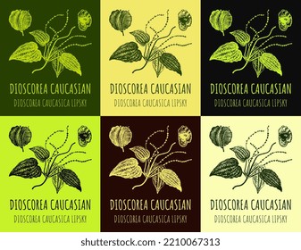 Set of vector drawings of DIOSCOREA CAUCASIAN in different colors. Hand drawn illustration. Latin name DIOSCOREA CAUCASICA LIPSKY.
