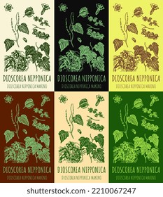 Set of vector drawings of DIOSCOREA NIPPONICA in different colors. Hand drawn illustration. Latin name DIOSCOREA NIPPONICA MAKINO.

