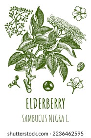 Set of vector drawings of elderberry in different colors. Hand drawn illustration. Latin name Sambucus