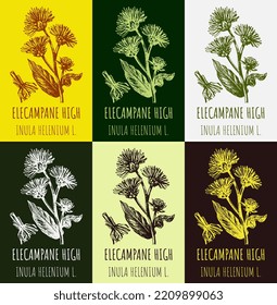 Set of vector drawings of Elecampane high in different colors. Hand drawn illustration. Latin name INULA HELENIUM L.
