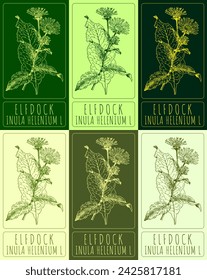 Set of vector drawings of ELFDOCK in different colors. Hand drawn illustration. Latin name INULA HELENIUM L.

