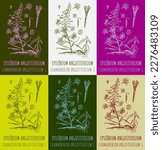 Set of vector drawings EPILOBIUM ANGUSTIFOLIUM in different colors. Hand drawn illustration. Latin name CHAMAENERION ANGUSTIFOLIUM  L.
