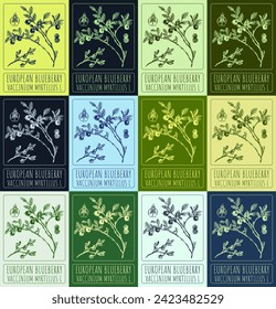 Set of vector drawings of EUROPEAN BLUEBERRY  in different colors. Hand drawn illustration. Latin name VACCINIUM MYRTILLUS L.
