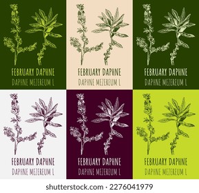 Set of vector drawings FEBRUARY DAPHNE in different colors. Hand drawn illustration. Latin name Daphne mezereum L.
