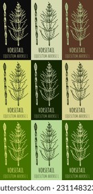 Set of vector drawings FIELD HORSETAIL in different colors. Hand drawn illustration. Latin name EQUISETUM ARVENSE L.
