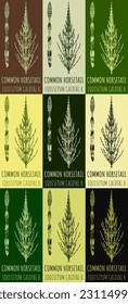 Set of vector drawings FIELD HORSETAIL in different colors. Hand drawn illustration. Latin name EQUISETUM CALDERI B.
