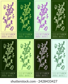 Set of vector drawings of FIELD RESTHARROW in different colors. Hand drawn illustration. Latin name ONONIS ARVENSIS L.
