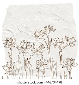 Set of vector drawings of flowers. Daffodil painted line on the background of crumpled white paper. Vector Sketch of flowers.