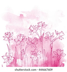 Set of vector drawings of flowers. Daffodils line drawn on a watercolor background. Spring flowers. Sketch black line.