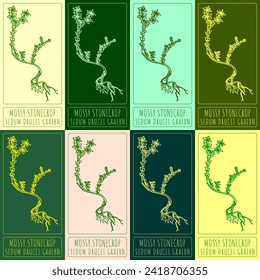 Conjunto de dibujos vectoriales de GOLDMOSS STONECROP en diferentes colores. Ilustración dibujada a mano. Nombre latino SEDUM ACRE L.
