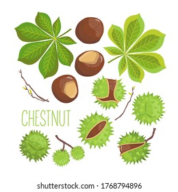 A set of vector drawings of green leaves and horse chestnut nuts. Vector Botanical flat illustration on a white background isolated.
