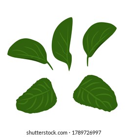 Set of vector drawings of green leaves on a white isolated background. Trees, bushes flat, cartoon for decoration.