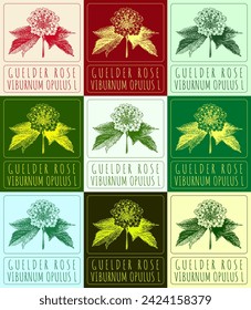 Set of vector drawings of GUELDER ROSE in different colors. Hand drawn illustration. Latin name VIBURNUM OPULUS L.
