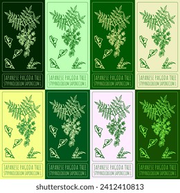 Set of vector drawings of JAPANESE PAGODA TREE in different colors. Hand drawn illustration. Latin name STYPHNOLOBIUM JAPONICUM L.
