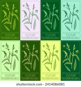 Set of vector drawings of JESUSPLANT in different colors. Hand drawn illustration. Latin name POLYGONUM PERSICARIA L.
