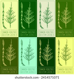 Set of vector drawings of JFIELD HORSETAIL  in different colors. Hand drawn illustration. Latin name EQUISETUM ARVENSE L.
