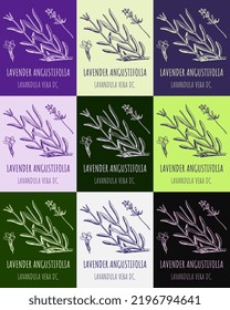 Set of vector drawings of lavender in different colors. Hand drawn illustration. Latin name LAVENDER ANGUSTIFOLIA.
