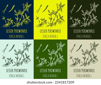 Set of vector drawings LESSER PERIWINKLE in different colors. Hand drawn illustration. Latin name VINCA MINOR L. 
