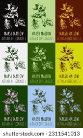 Set vector drawings MARSH MALLOW in different colors  Hand drawn illustration  Latin name ALTHAEA OFFICINALIS L 
