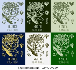 Set of vector drawings MISTLETOE in different colors. Hand drawn illustration. Latin name VISCUM ALBUM L.
