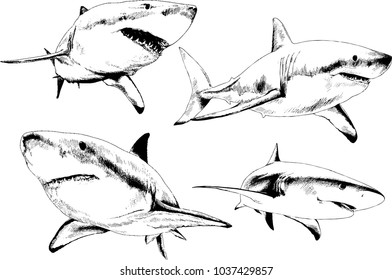 set of vector drawings on the theme of marine predators sharks drawn in ink by hand on a white background