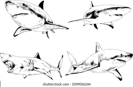 set of vector drawings on the theme of marine predators sharks drawn in ink by hand on a white background